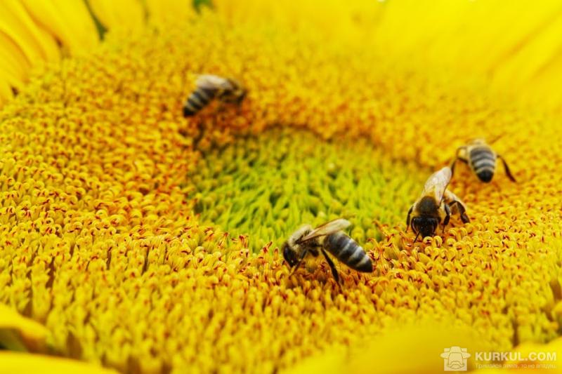 Бджоли на соняшнику
