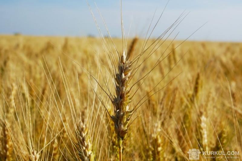 Урожай зернових в Криму знизився удвічі