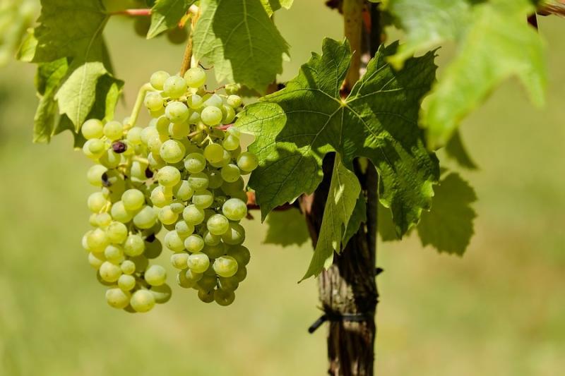 Одещина першою в Україні склала повний кадастр виноградників