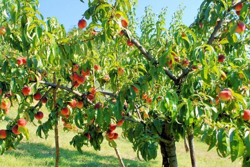 Cіянцева підщепа є причиною невдалого урожаю персика на Одещині