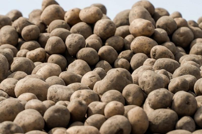 Негода провокує підвищення цін на картоплю