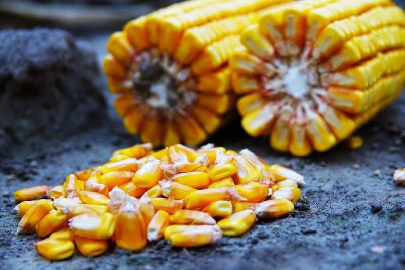 Компанія Євраліс розширила портфоліо гібридного насіння кукурудзи