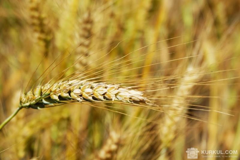 Суффле Агро Україна поділиться секретами вирощування ячменю, пшениці та ріпаку