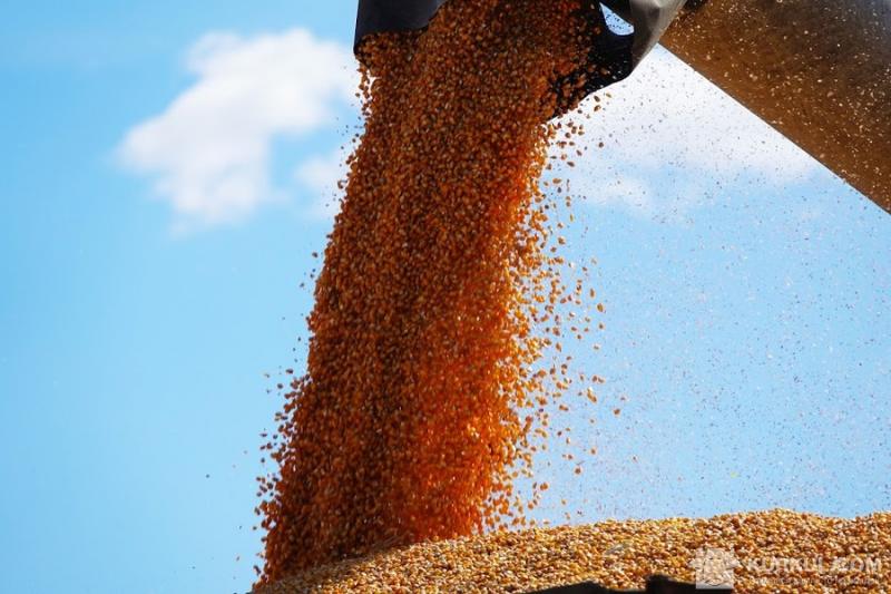 Експорт кукурудзи зріс на 80%