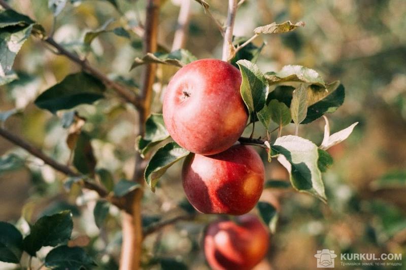 Фермер назвав популярні у світі українські сорти яблук