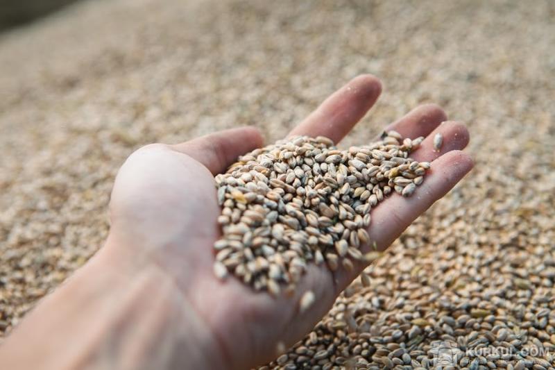 Україна збільшила експорт зернових на 16%