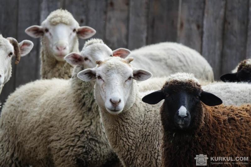 Турки відзначили високу ефективність українських овець