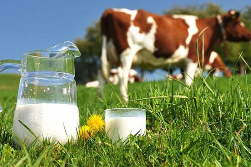 На Тернопільщині встановили новий рекорд з надоїв молока