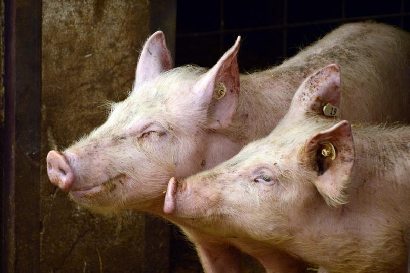 Сезонне падіння цін на свинину перевищило минулорічні темпи
