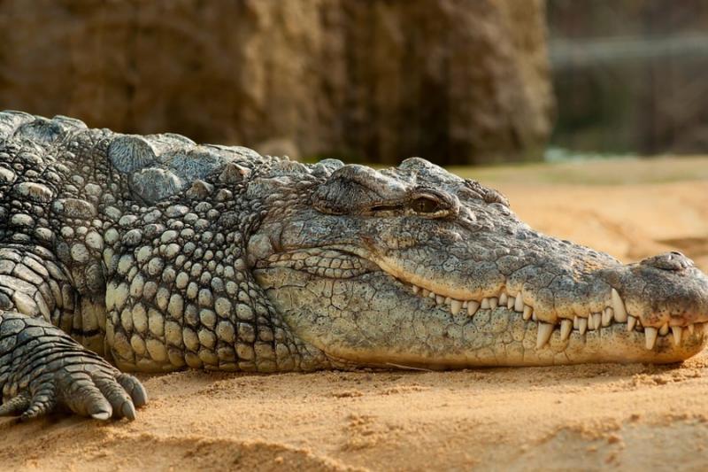 На фермі у Вінниці розводять чотириметрових крокодилів