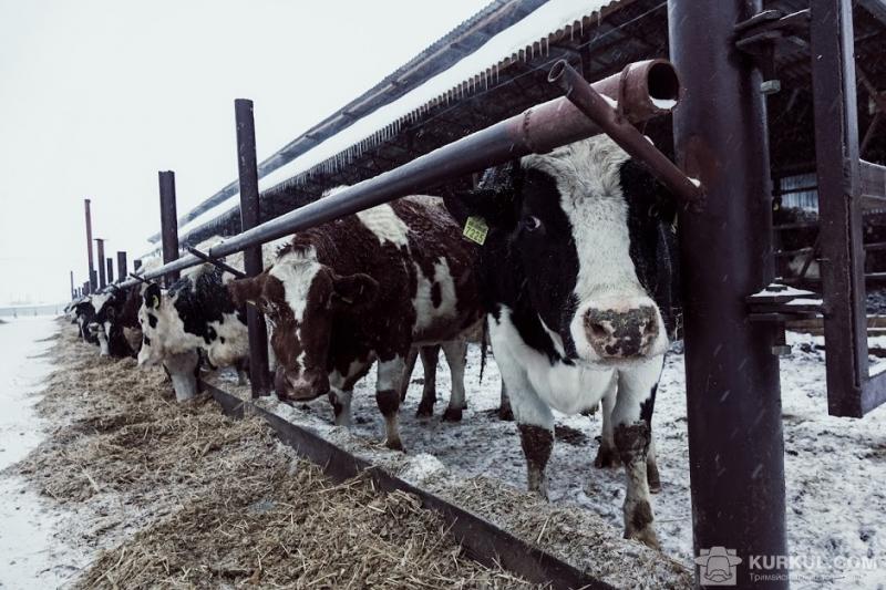 Зимівля корів на свіжому повітрі