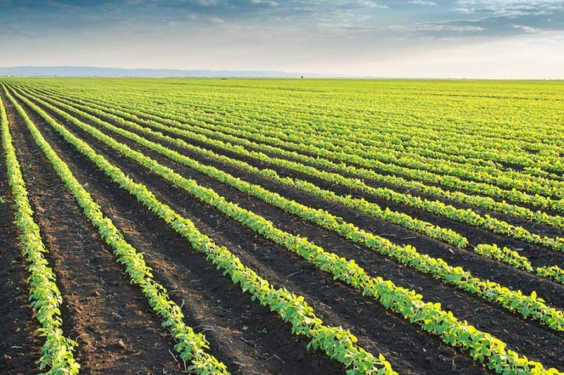 UKRAVIT презентувала новий фунгіцидний протруйник для зернобобових