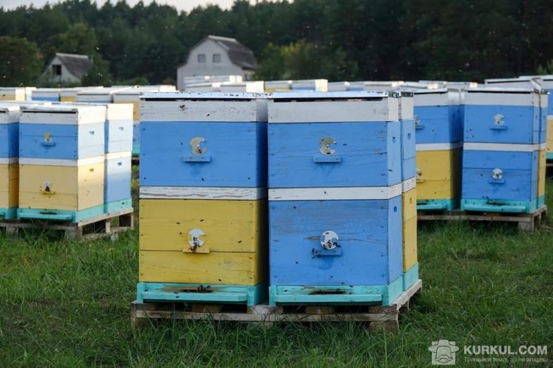 Зареєстровано Спілку пасічників України проти пестицидів
