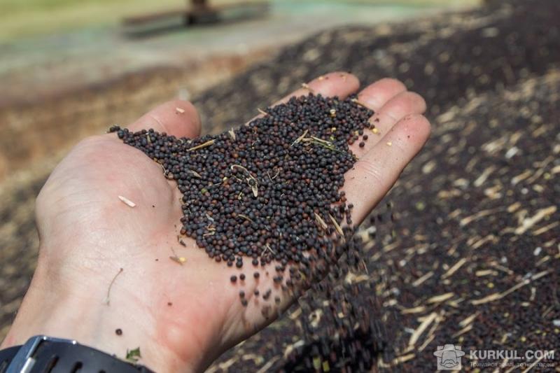 В Україні вироблятимуть насіння ріпаку франузької генетики