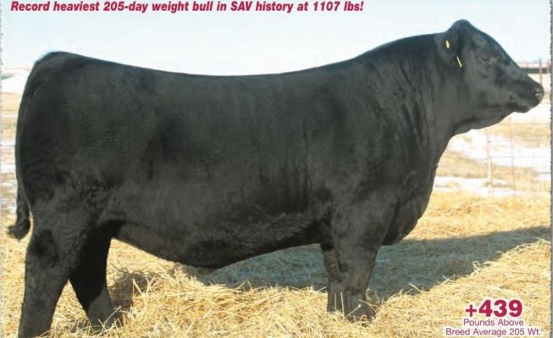 Американського бика продали на аукціоні за рекордні $1,5 млн