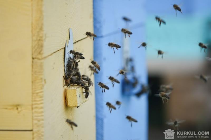 Жителі Баварії вимагають захистити бджіл