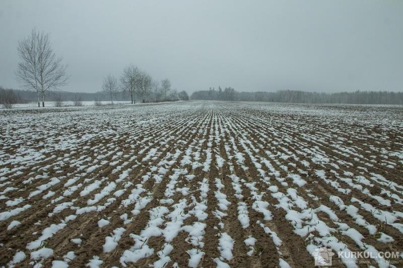 Господарство на Черкащині втратило майже половину посівів озимої пшениці
