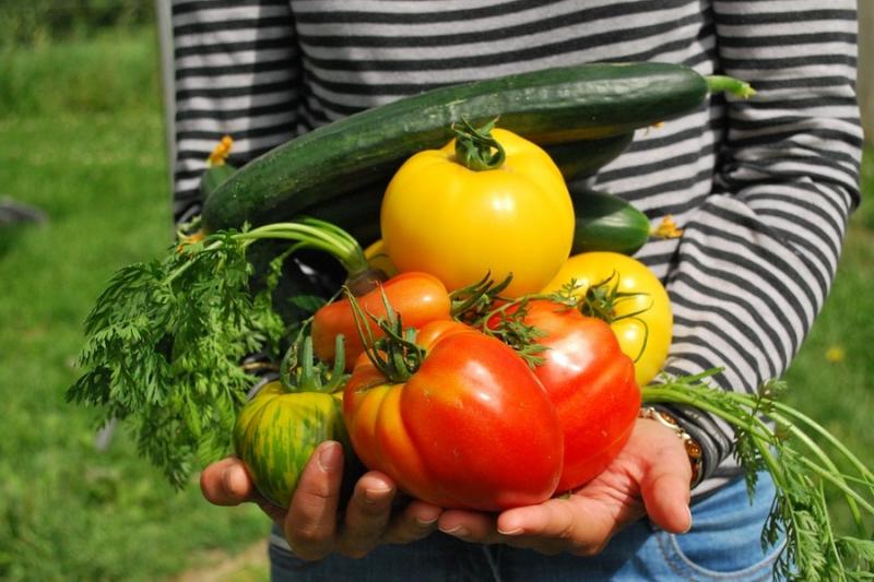 В Україні збільшиться урожай овочів — думка