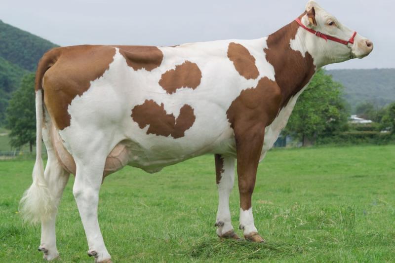 На Вінниччині розводять французьку породу корів Монбельярд