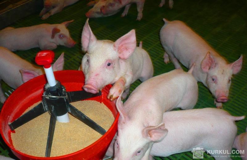 За знищених африканською чумою свиней виробникам компенсували менше 1%