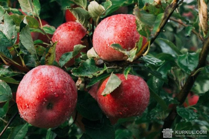 Експорт українського яблука до Близького Сходу та Азії може скоротитись