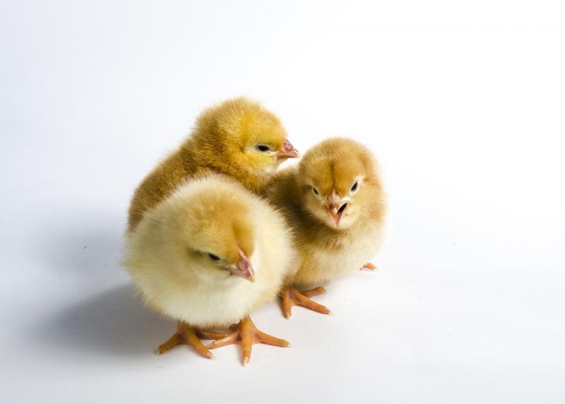 У Німеччині впроваджують інноваційну систему розведення курчат