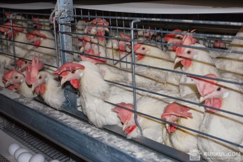 Україна отримала $503 млн з експорту м’яса птиці