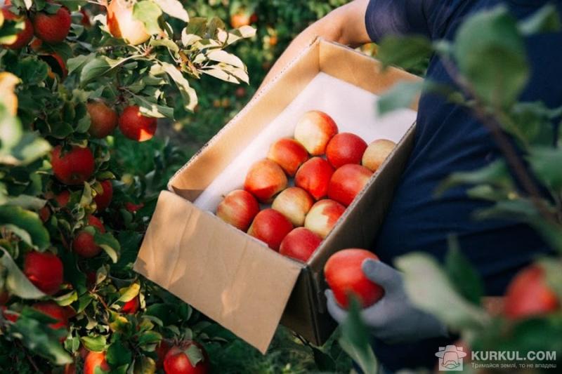 Україна імпортувала найменше яблук за всю історію незалежності 