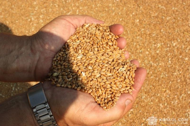 У новому стандарті на пшеницю не врахували протруєне зерно