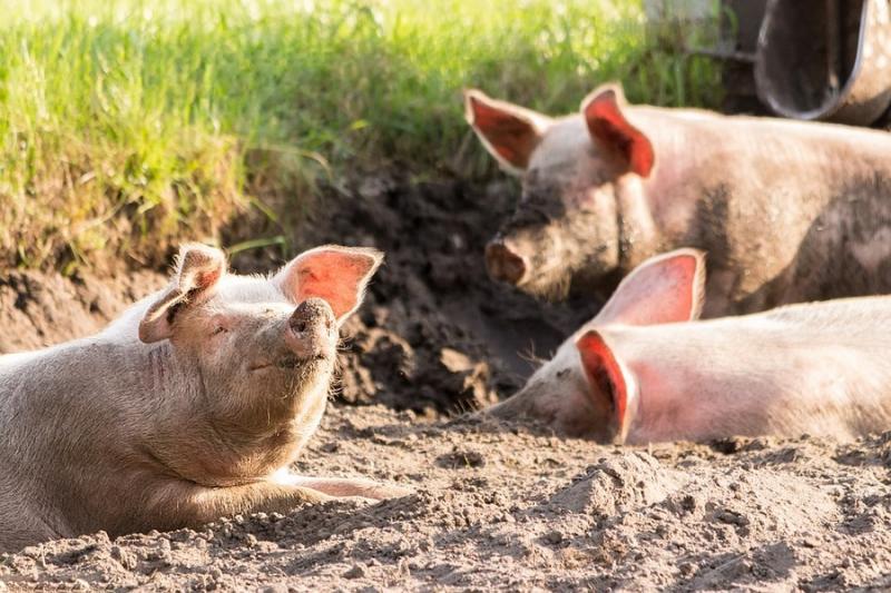 На Волині виявили туші мертвих свиней посеред поля