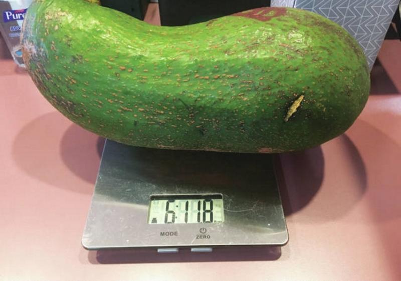 Гавайський фермер виростив гігантські авокадо