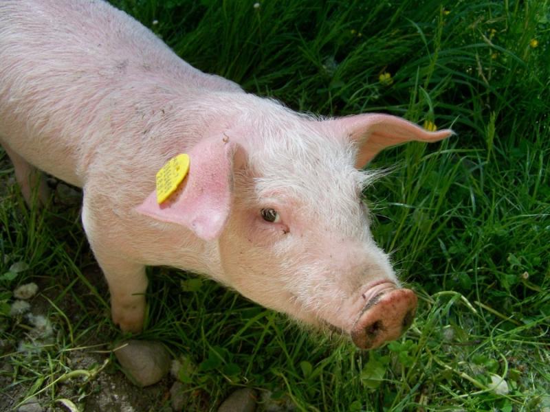 На Запоріжжі біля лісопарку виявили десятки шкур вбитих свиней