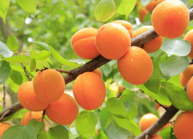 Минулого року Україна зібрала найкращий урожай абрикосів за останні 10 років
