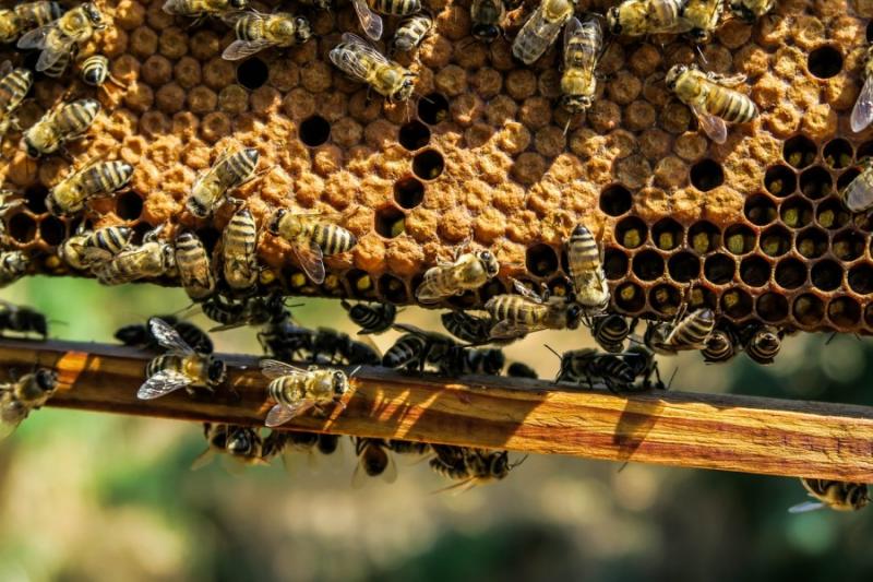 У пасічника на Прикарпатті вкрали 36 бджолородин
