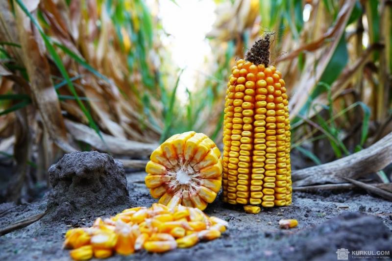 На Харківщині фермер самовільно засіяв кукурудзою 97 га
