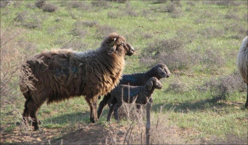 Цінну каракулеву породу овець вирощують на Тернопільщині