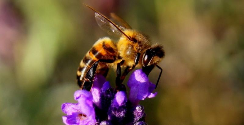 Бджіл від вимирання може врятувати розшифровка їх мови