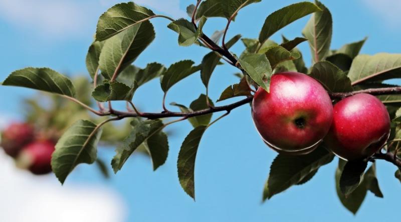 Українські яблука можуть витіснити польські з ринку ОАЕ 