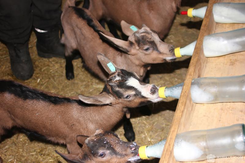 На племінній фермі вирощують кіз Альпійської породи за унікальною технологією