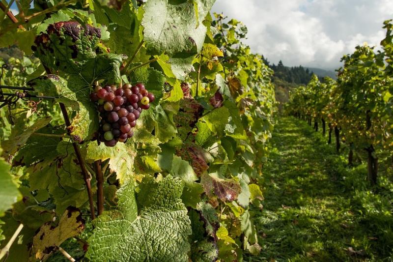 Темпи закладки виноградників зросли на 78%