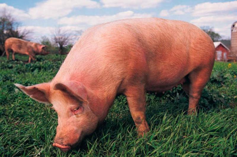 Поголів'я свиней щорічно скорочується на 500 тисяч — Бабенко
