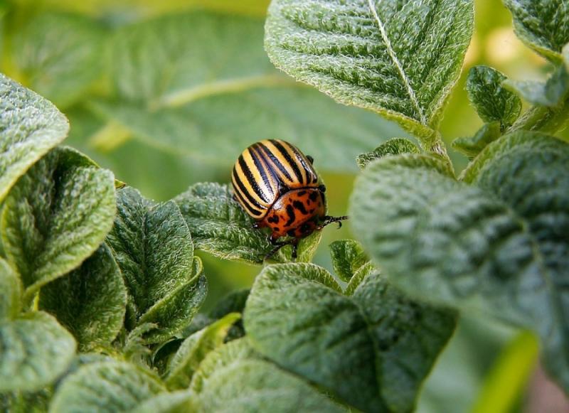 Науковці розробляють моноінсектициди для боротьби з колорадським жуком