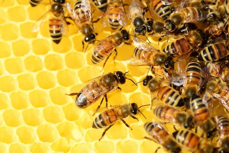 Україна втратила статус третього в світі експортера меду