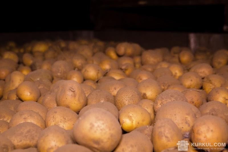 Європа відмовила українській картоплі