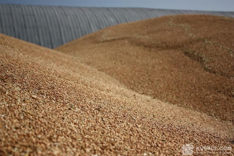 З початку сезону Україна експортувала понад 38 млн т зернових
