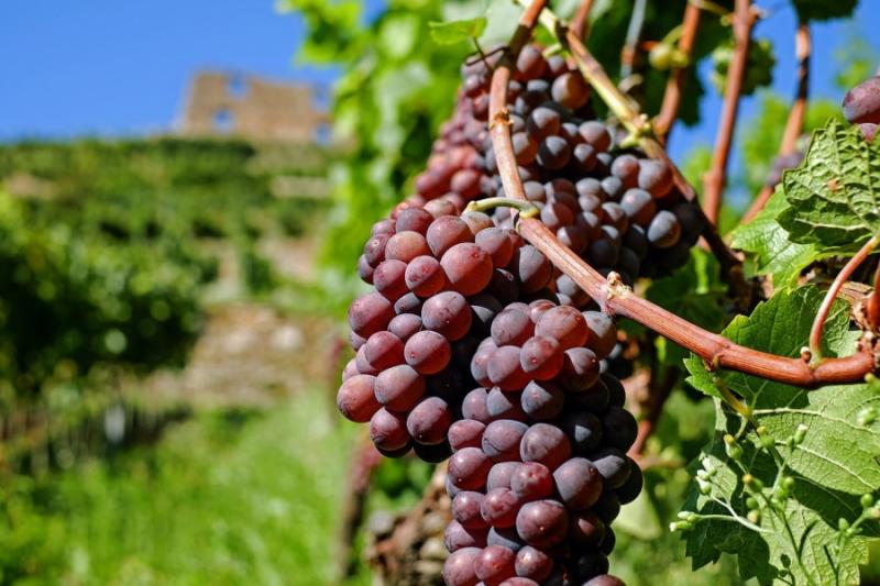 На Одещині підпалили виноградники французького винороба