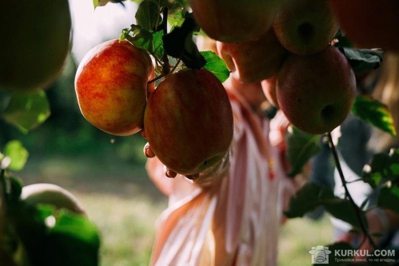 Яблуневі сади
