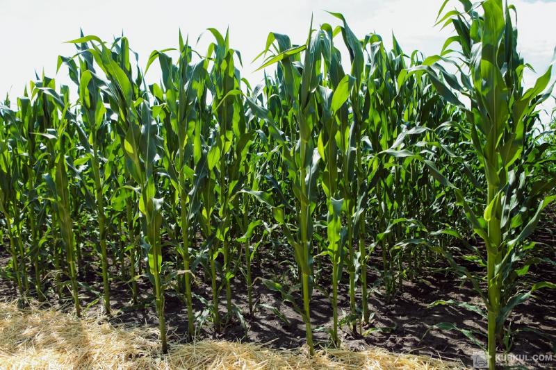 В Україні розпочали сіяти кукурудзу  