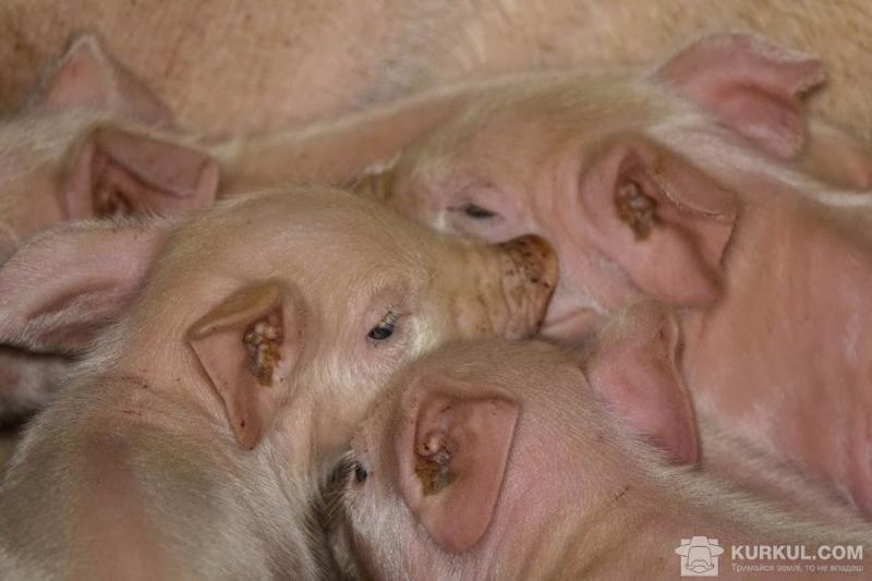 Оприлюднено Топ-20 найбільших свиноферм України