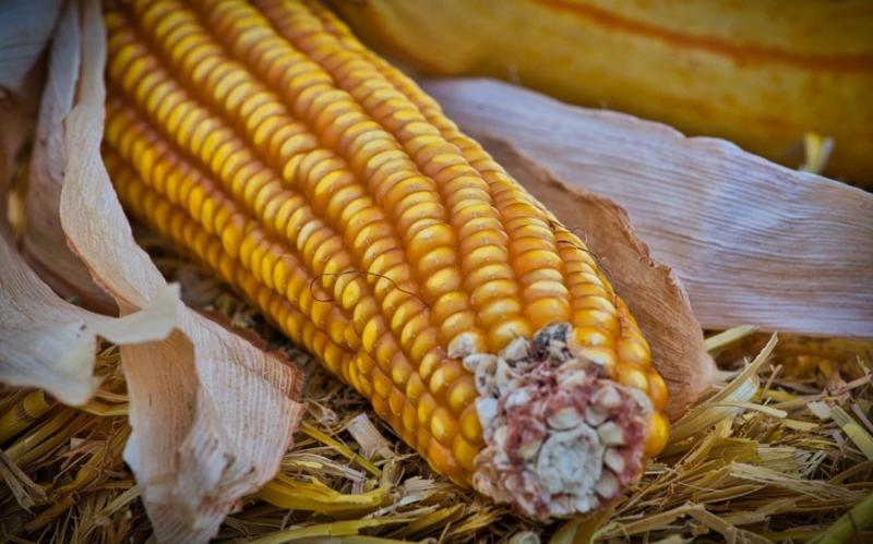 USDA підвищив прогноз врожаю кукурудзи в Україні на 300 тисяч тонн